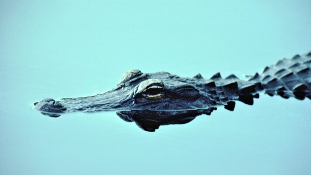 Alligator in water