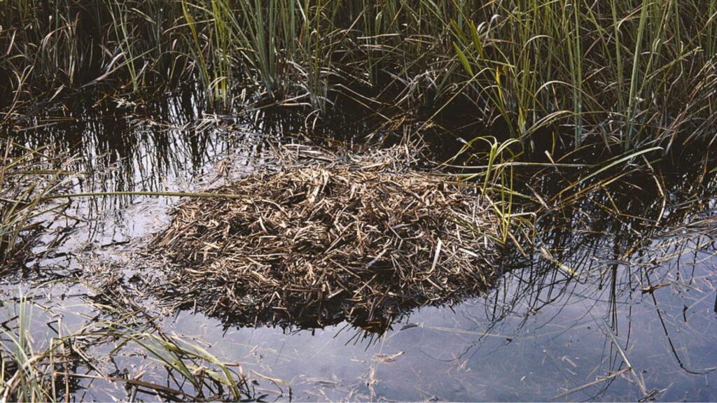 Alligator mud mound