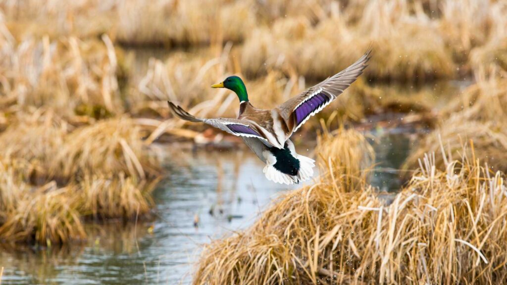 Mallard flying