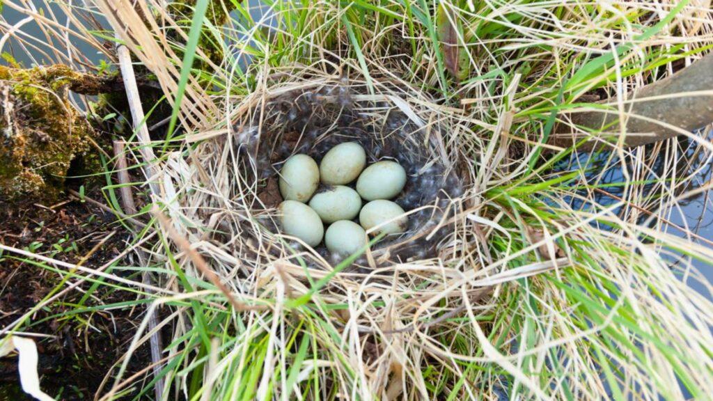 Mallard nest