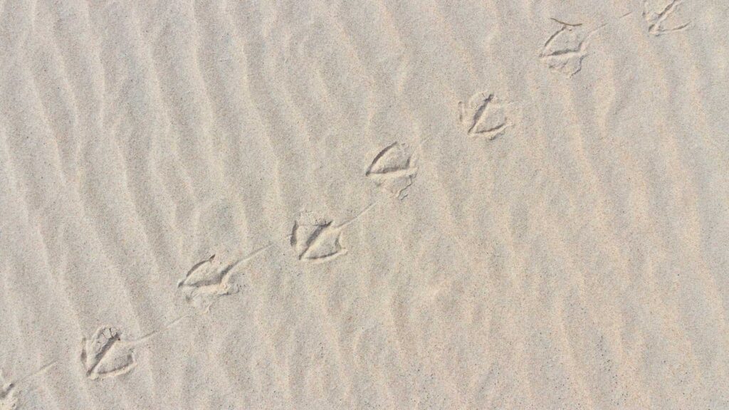 Mallard tracks