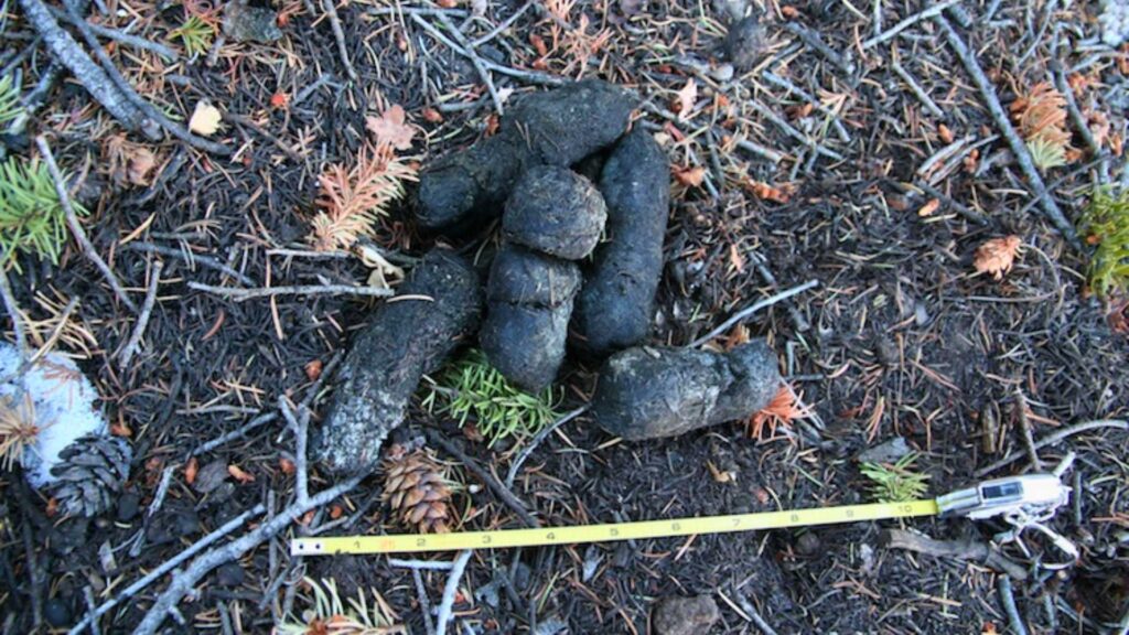 Mountain lion scat