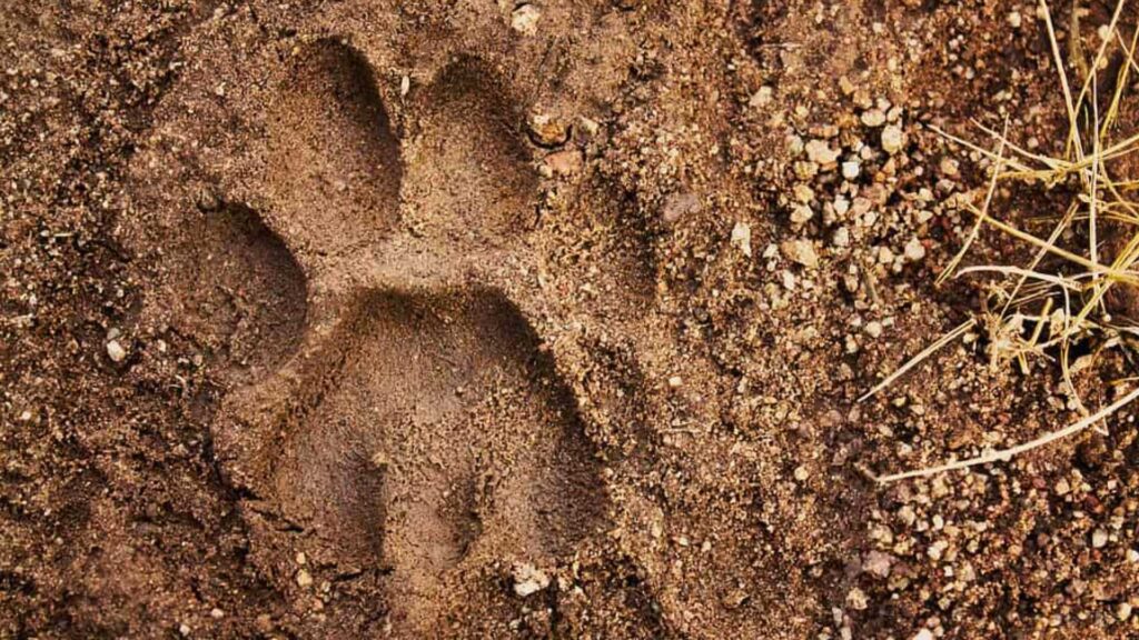 Mountain lion tracks