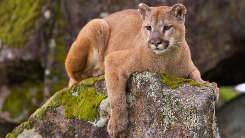 Mountain lion on a rock