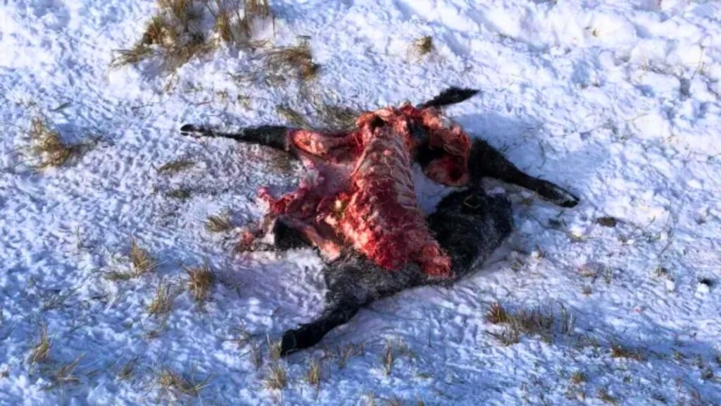 Wolf kill remains