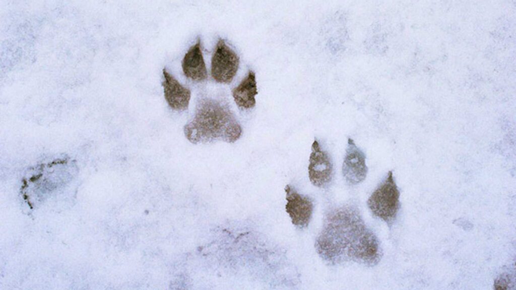 Wolf tracks