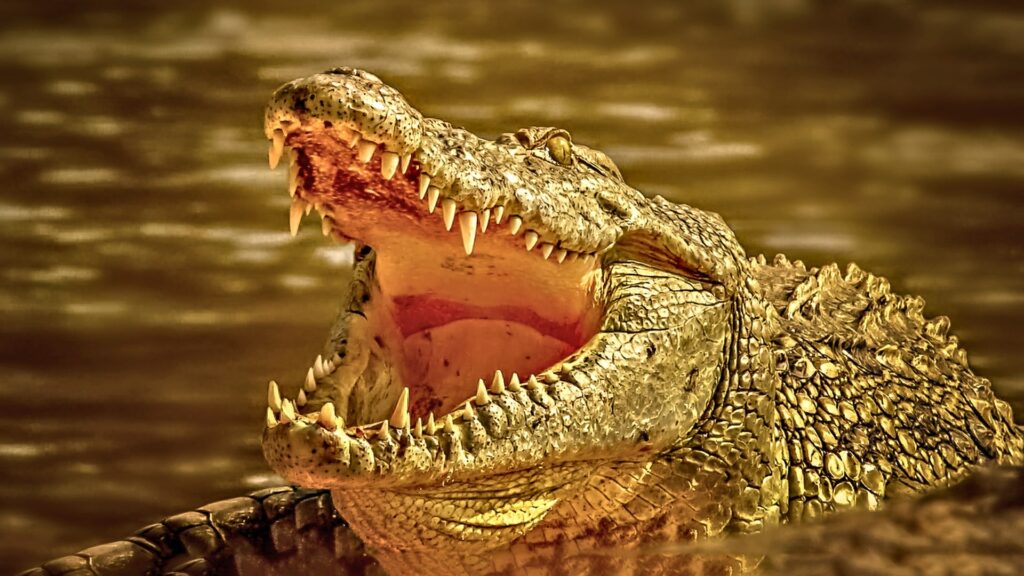 Alligator with open mouth