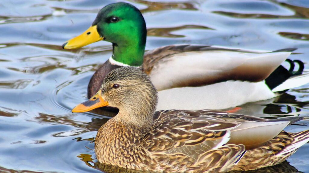 Female (front) and male (back) mallard