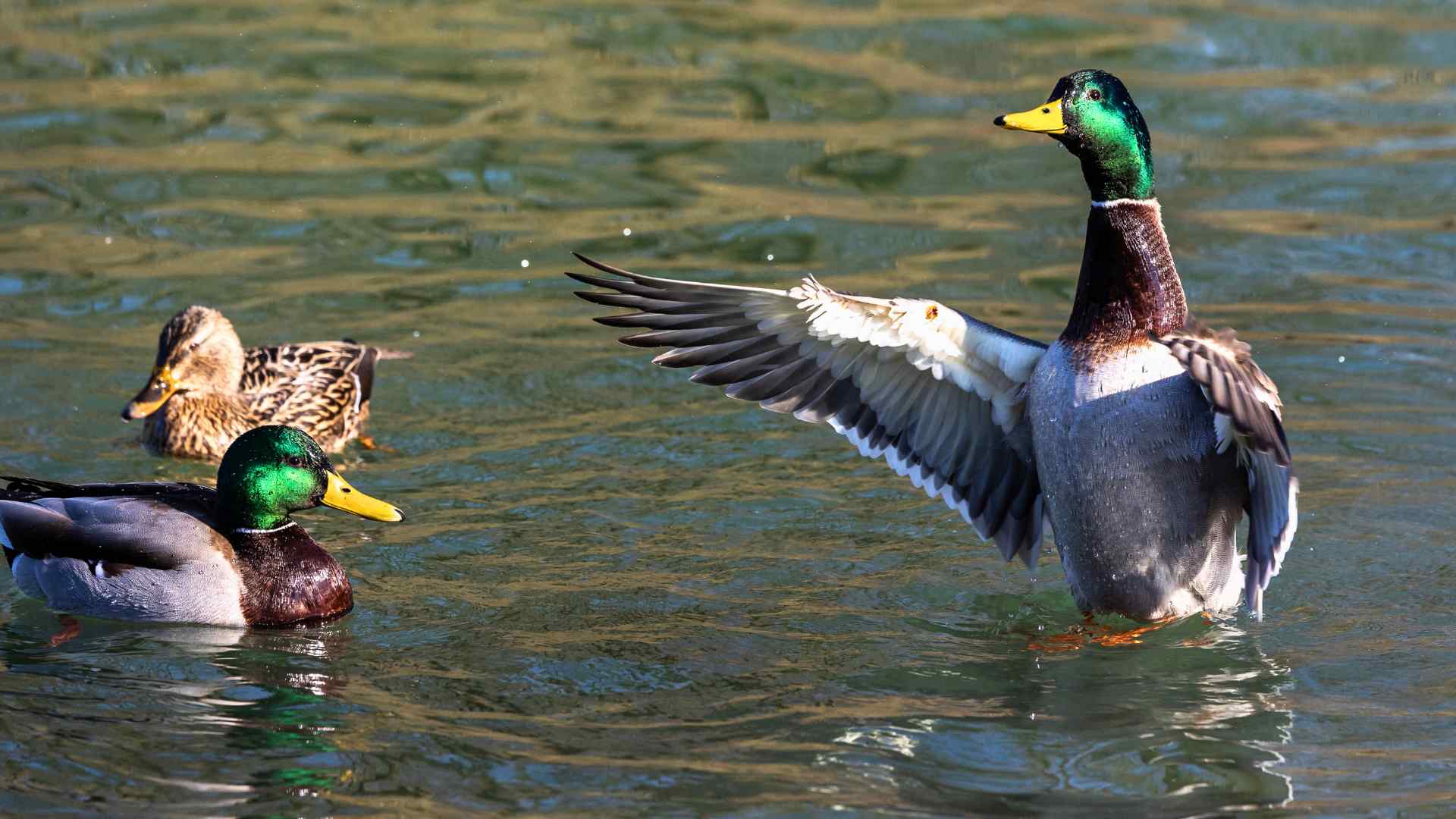 Mallard duck flapping its wings