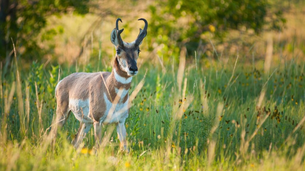 Pronghorn in the grass