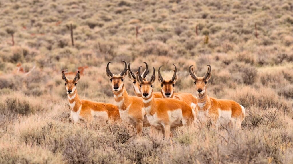 Pronghorn herd