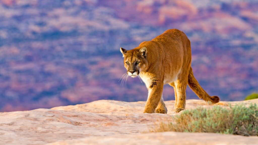 Mountain lion in its habitat