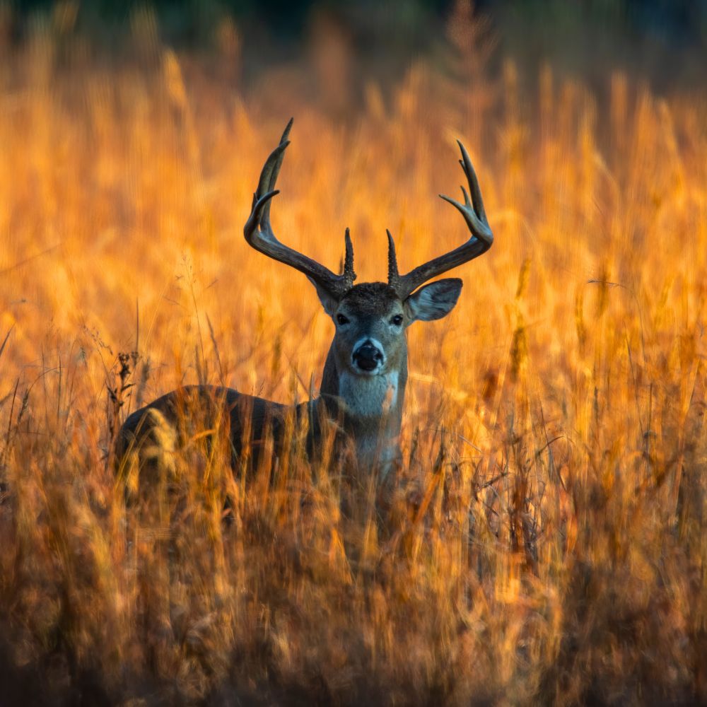 Whitetail deer