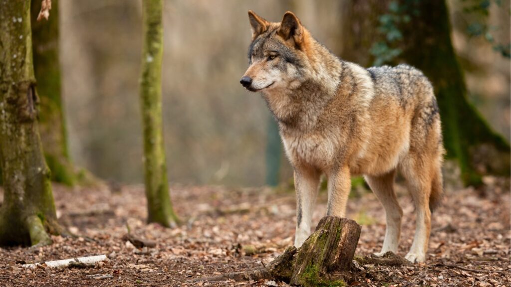 Wolf in a forest