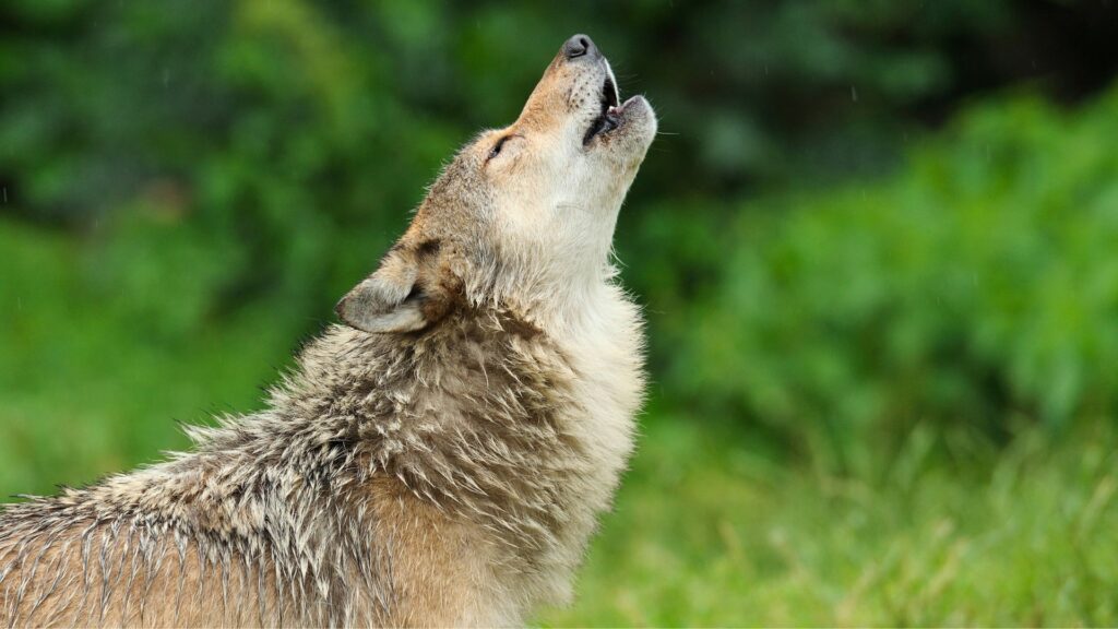 Wolf howling