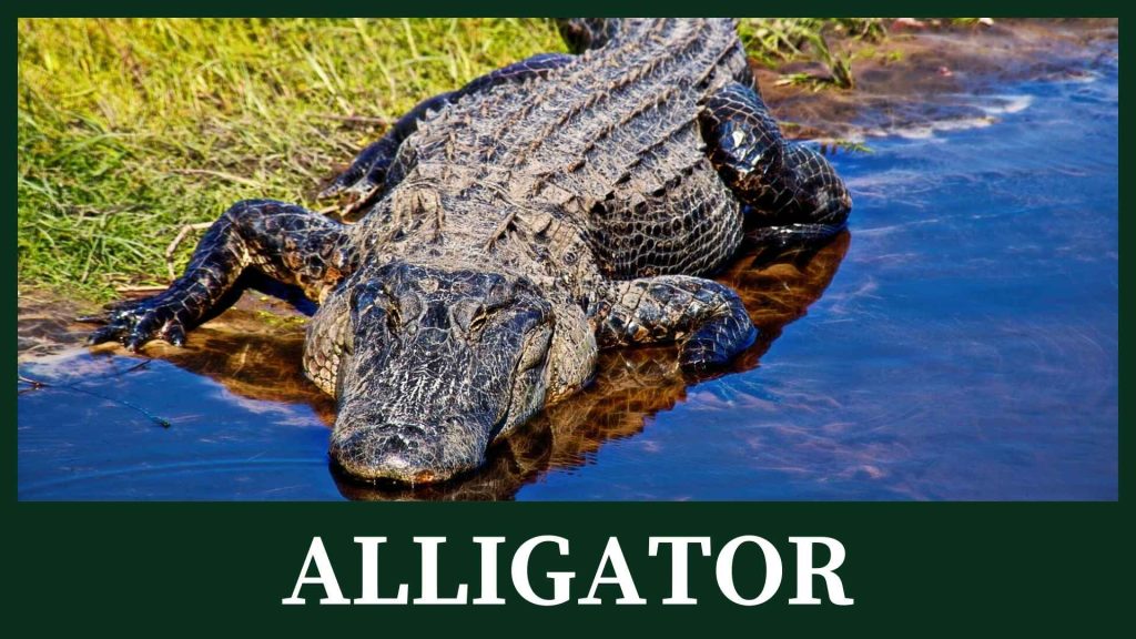 Alligator