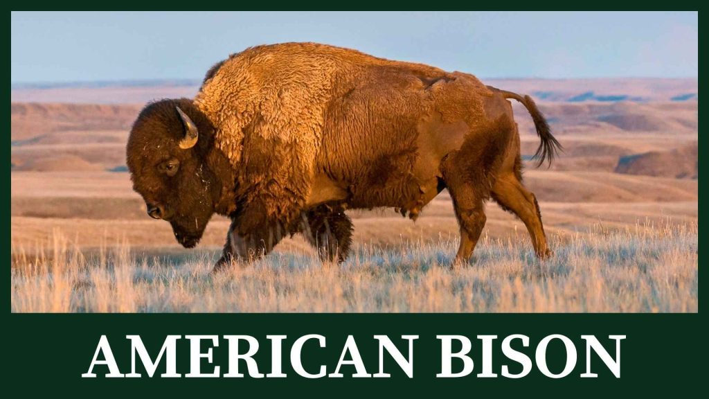 American bison