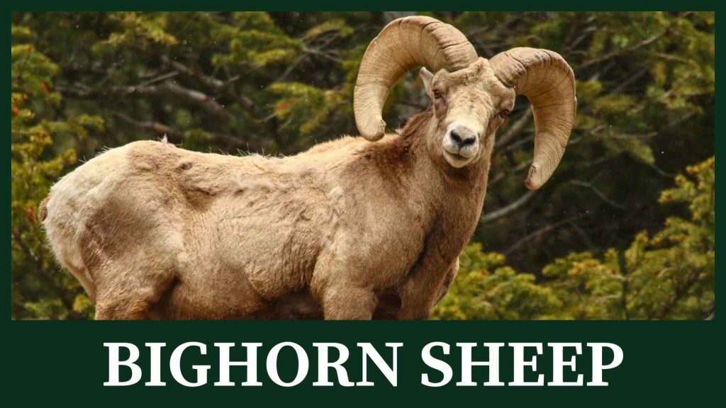 Bighorn sheep