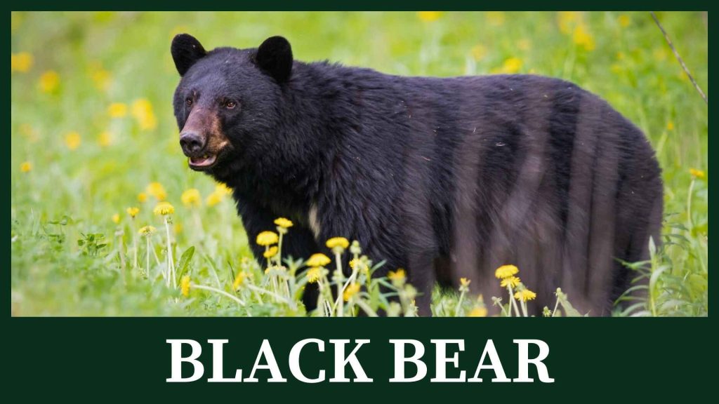 Black bear