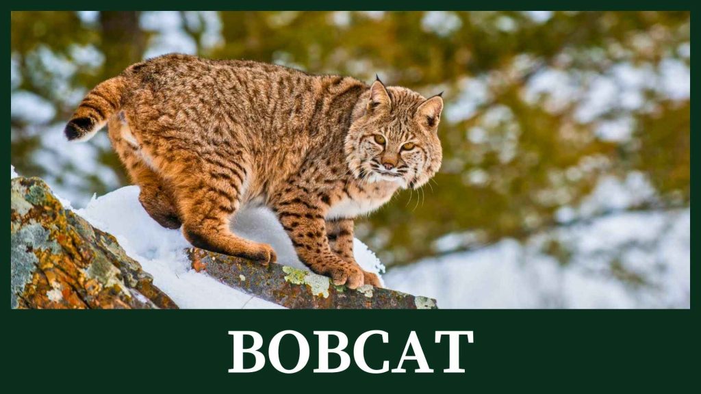 Bobcat