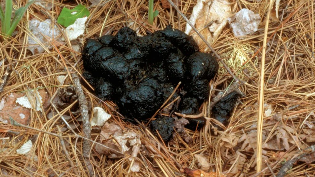 Black bear scat