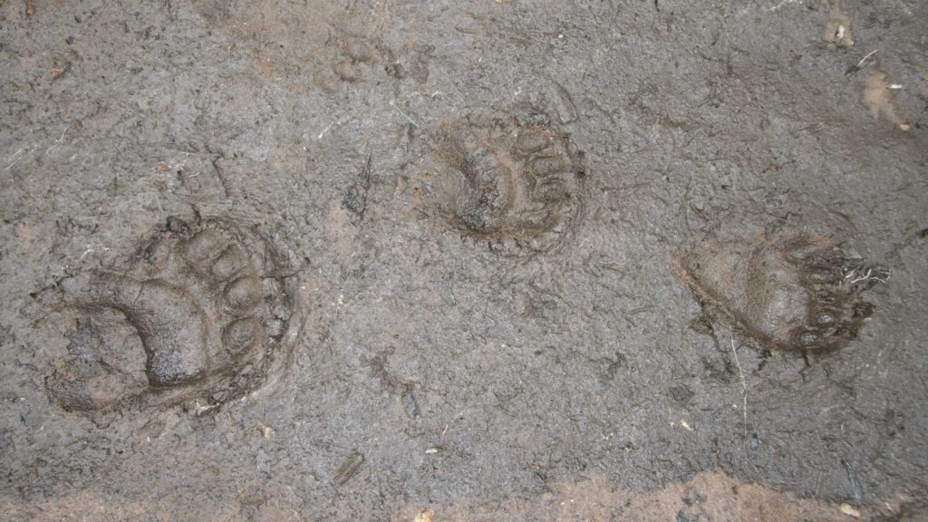 Black bear tracks