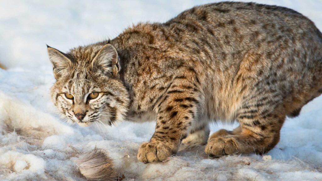 Bobcat in snowy habitat