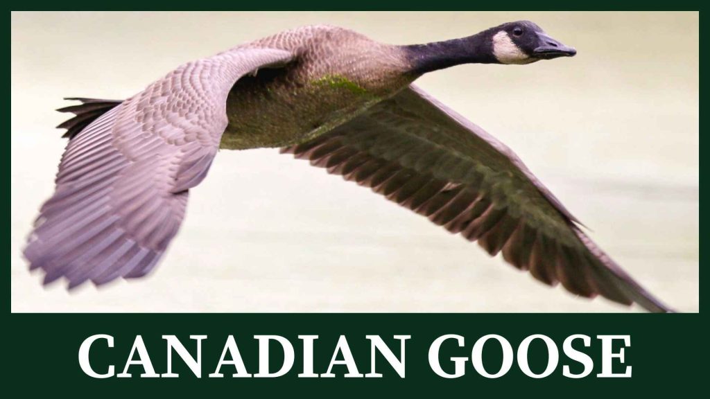 Canadian goose