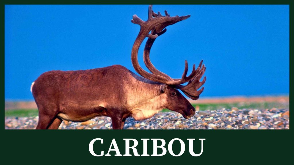 Caribou