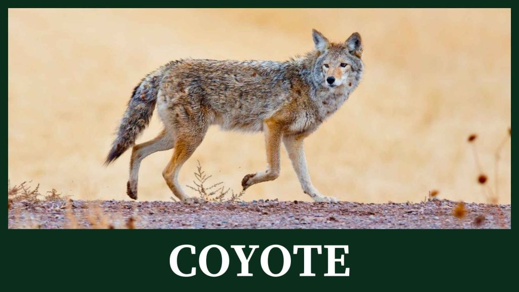 Coyote