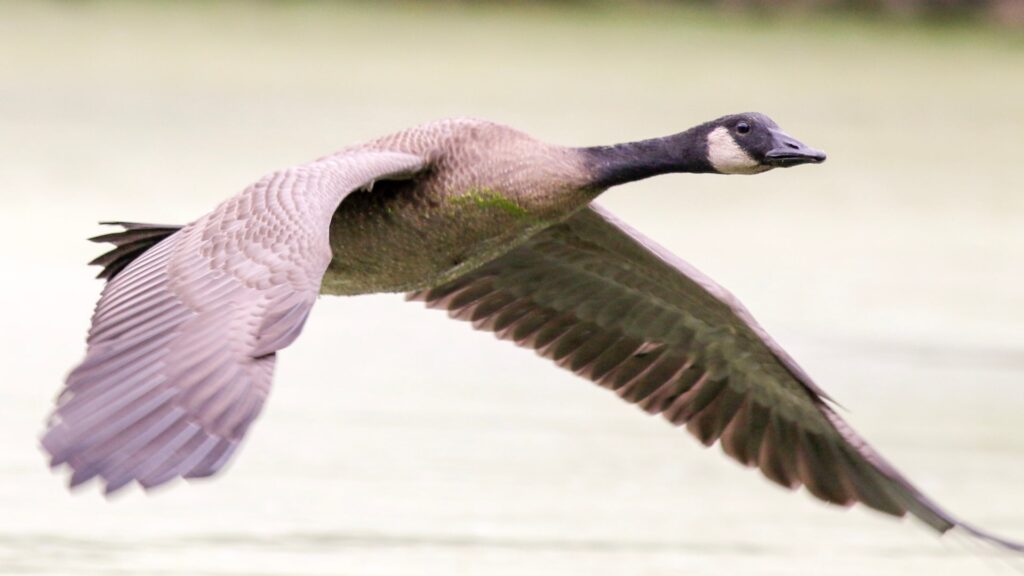 Canadian goose flying