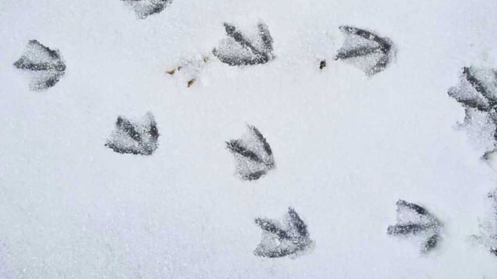 Canadina goose tracks