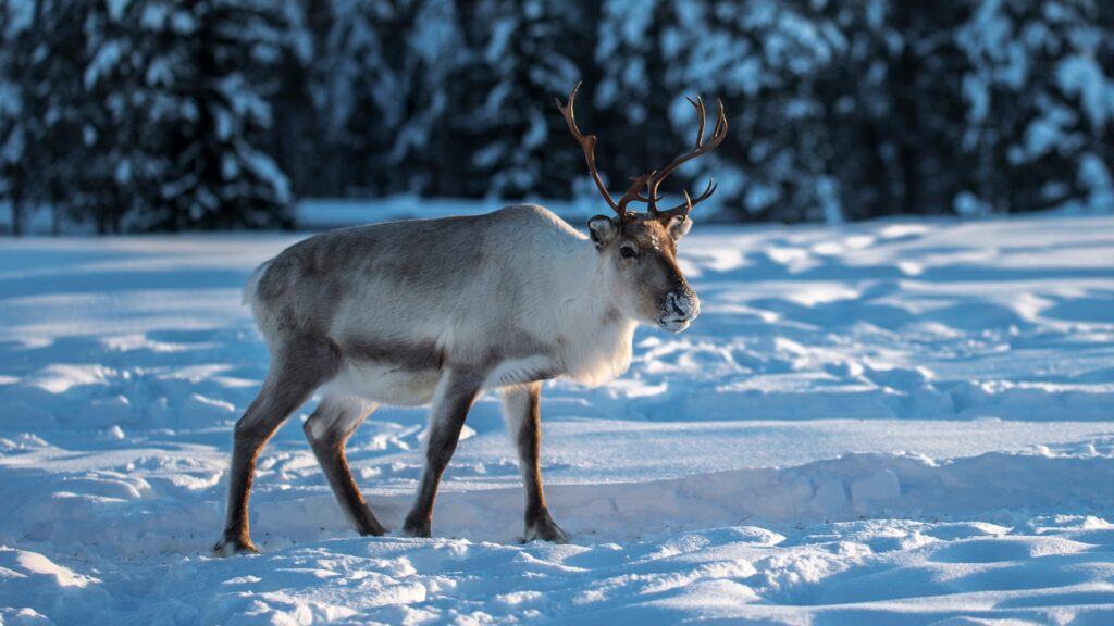 Caribou in the snow