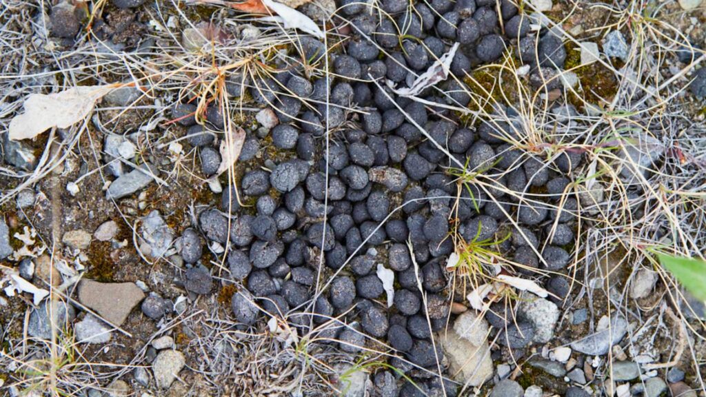 Caribou scat