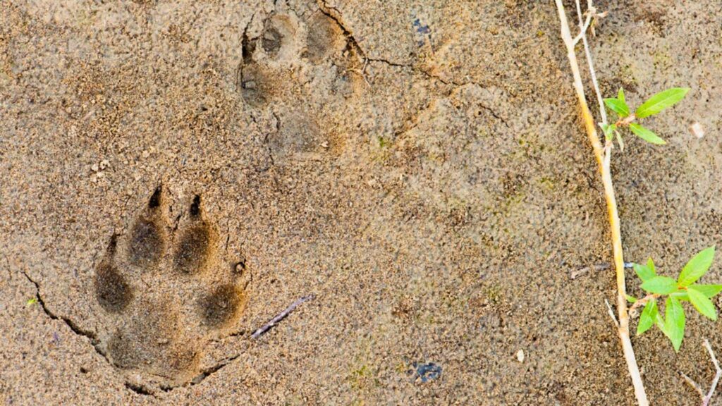 Coyote tracks