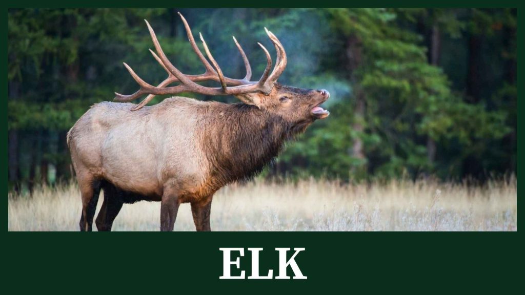 Elk