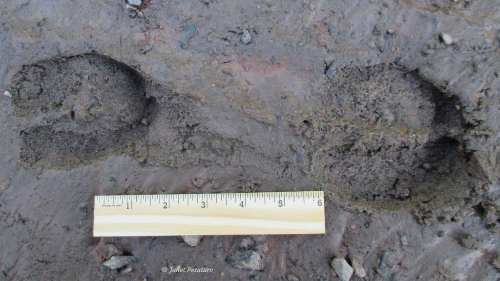 Elk tracks