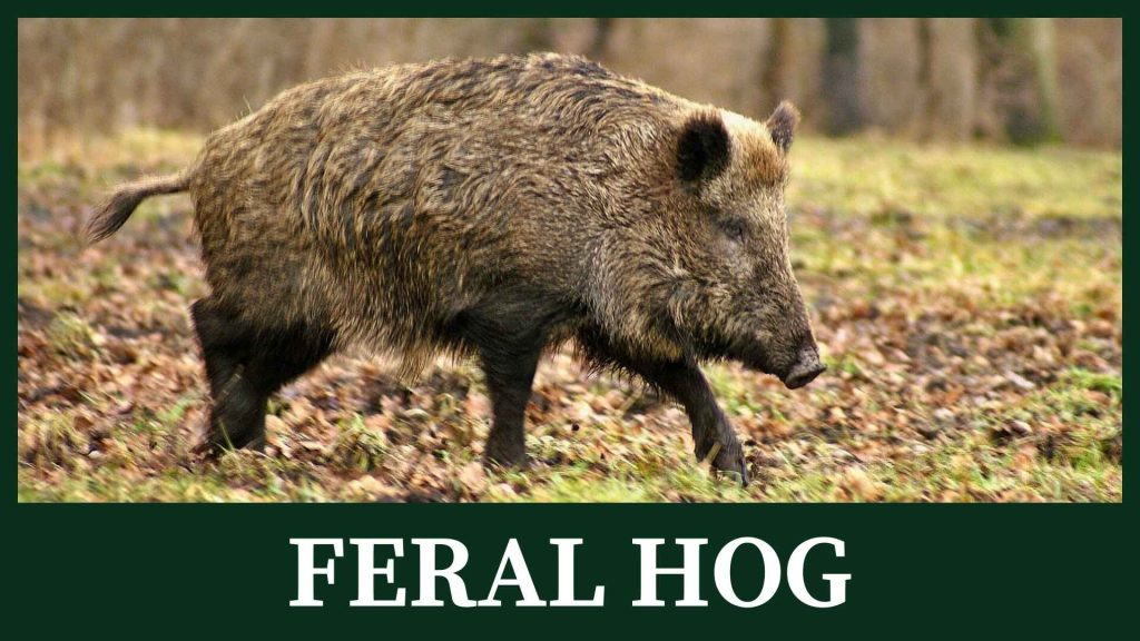 Feral hog