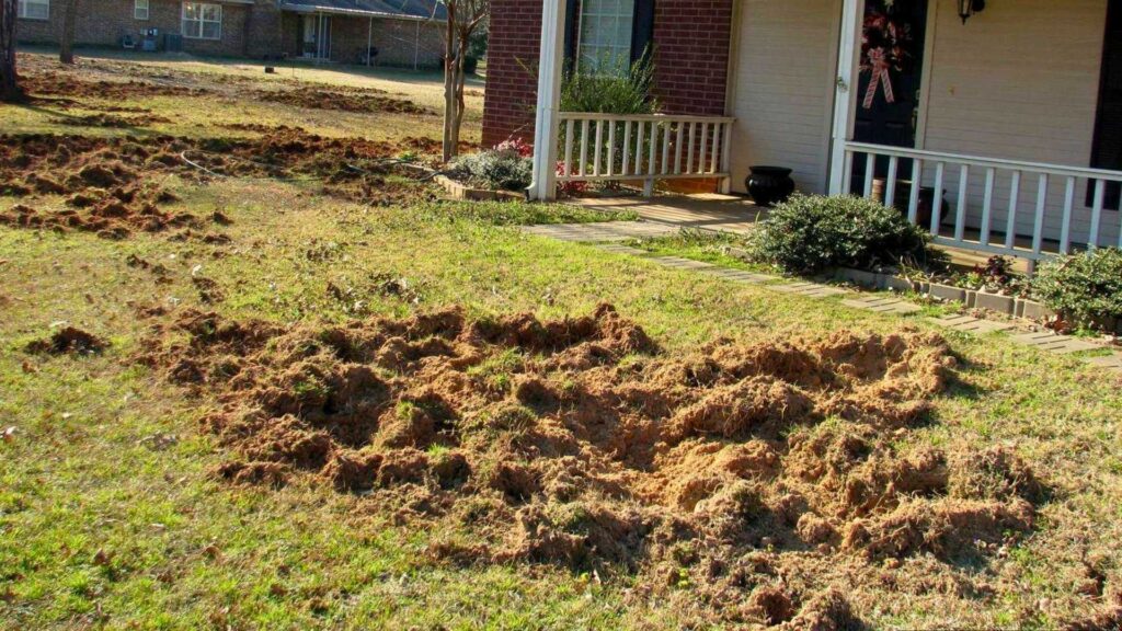 Feral hog rooting site