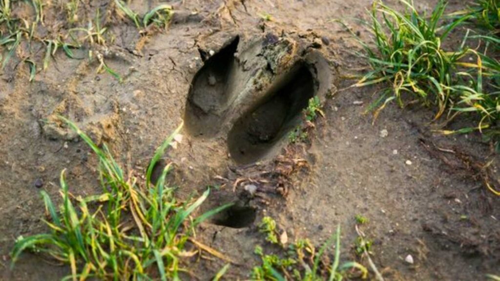 Feral hog track