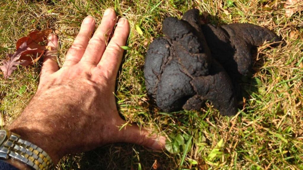 Grizzly bear scat