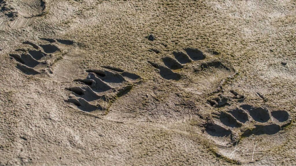 Grizzly bear tracks