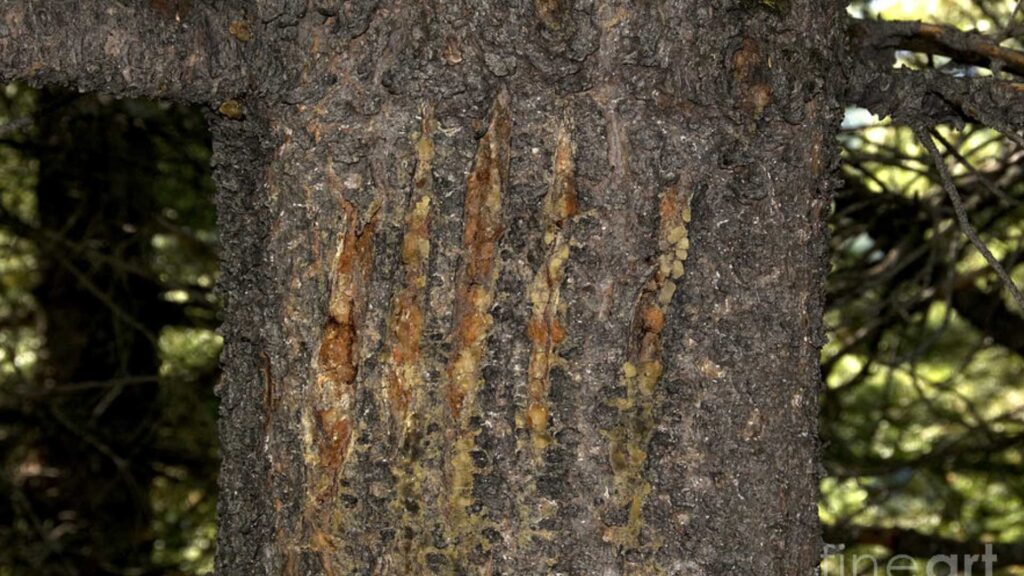 Grizzly claw marks