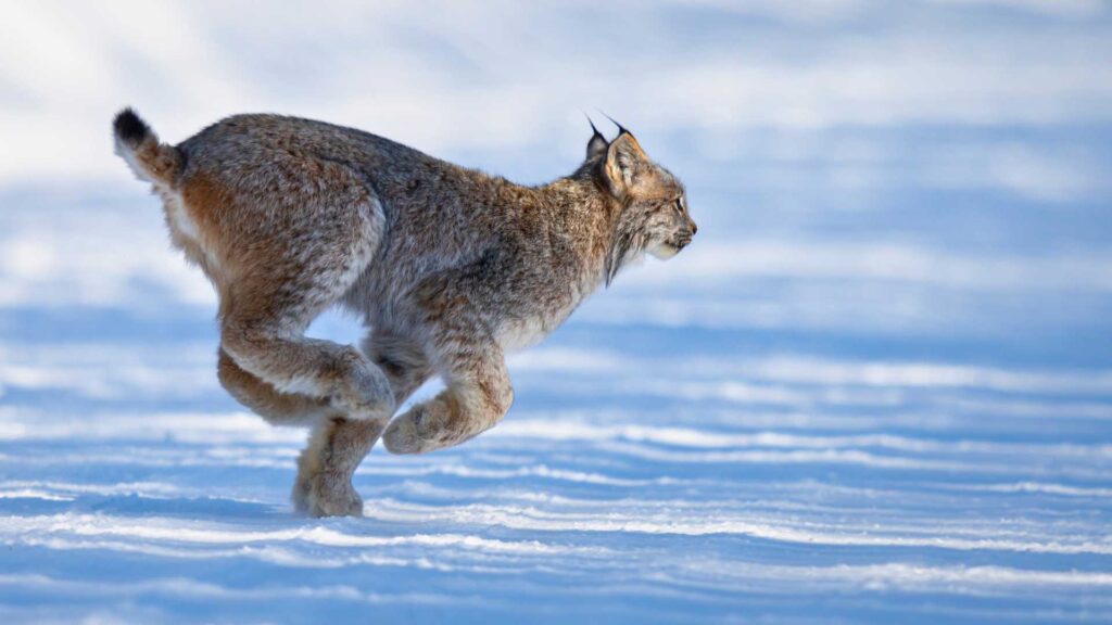 Lynx running