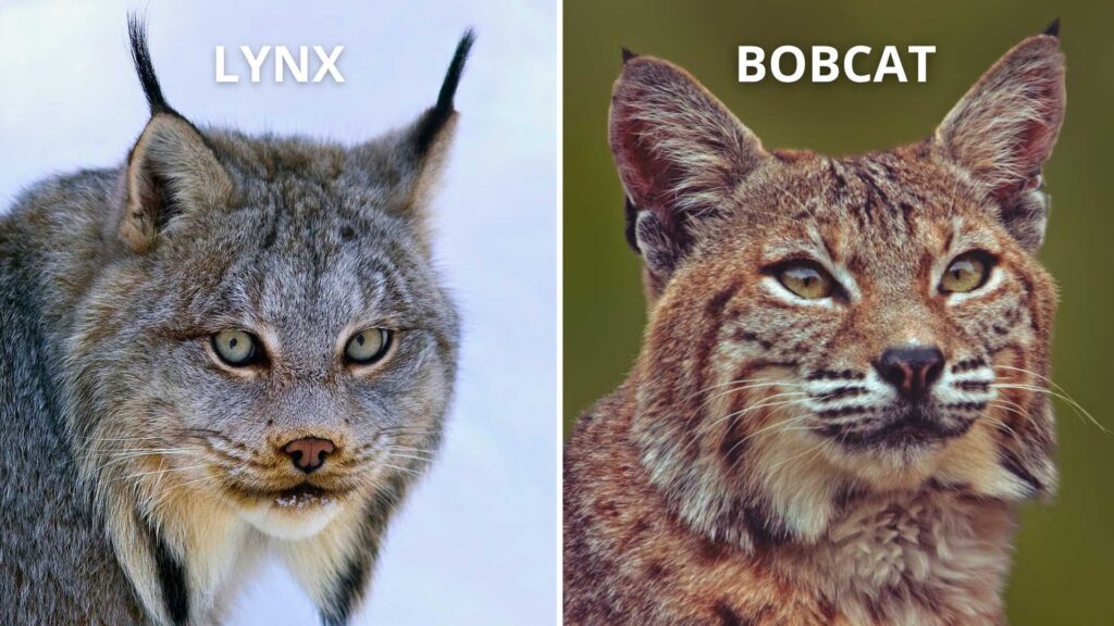 Lynx vs bobcat ear tuffs