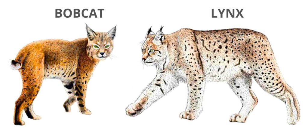 Lynx vs bobcat size