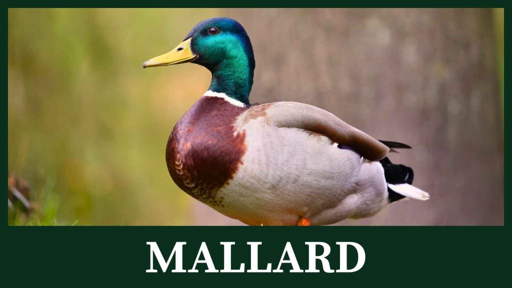 Mallard