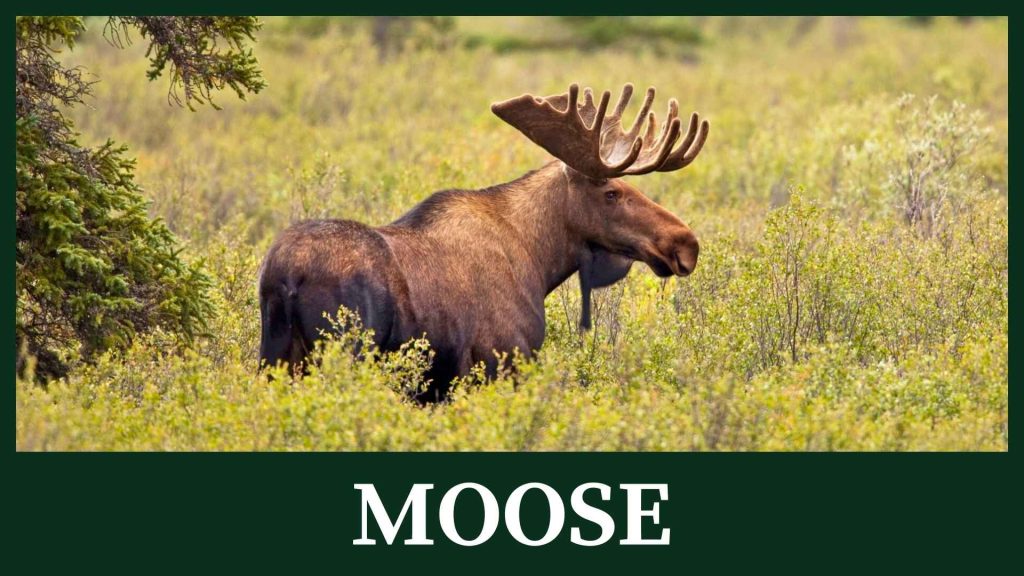 Moose