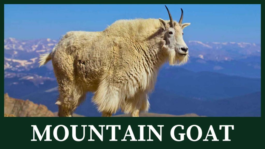 Mountain goat