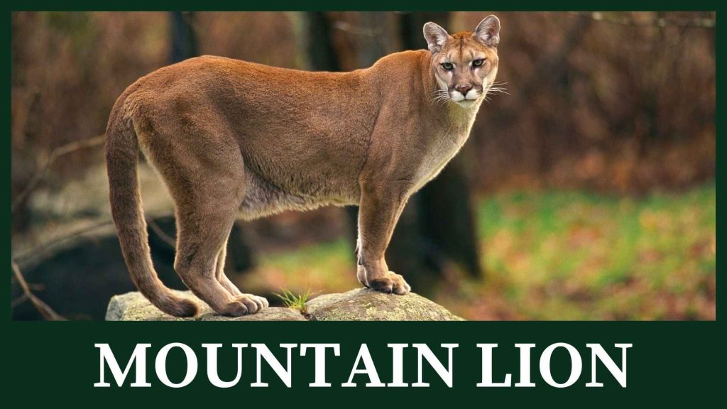 Mountain lion